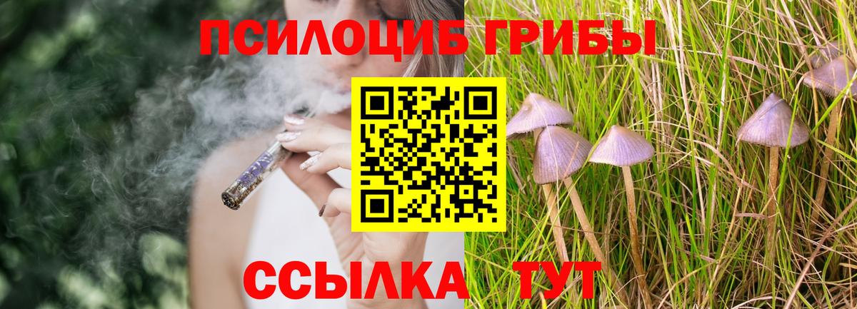 Псилоцибиновые грибы Psilocybine cubensis Баксан